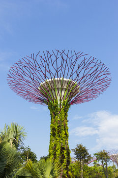 The Botanical tree of garden by the bay