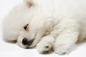 White Puppy
