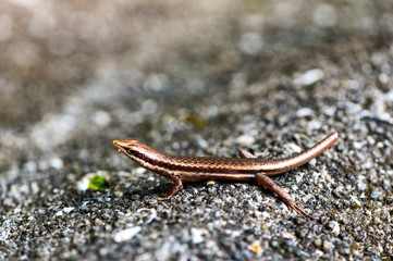 Lizard sunning itself on a rock