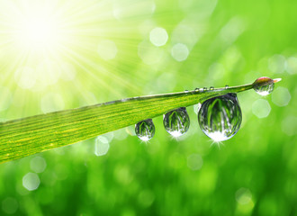 Fresh green grass with dew drops closeup.