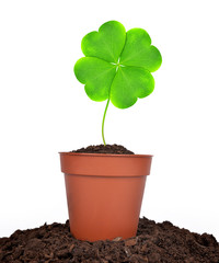 Growing green clover leaf in pot