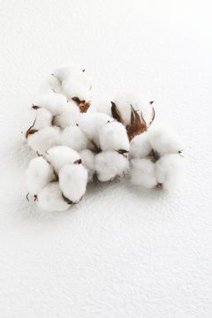 木綿 cotton