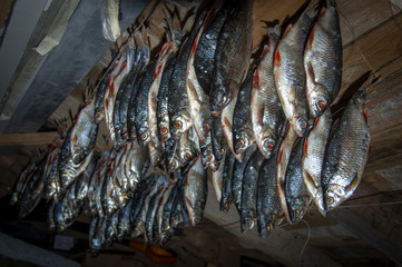 Dried fish on a background of a wooden ceiling.