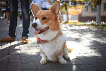 Corgi small dog on the street on a leash