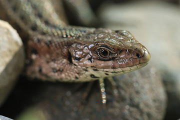 brown lizard on a rock close
