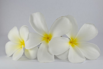 Fototapeta na wymiar Leelawadee Flower thai