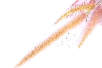 reed flower - Stock Image