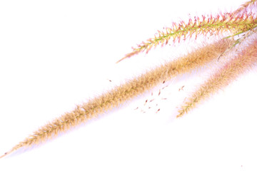 reed flower - Stock Image