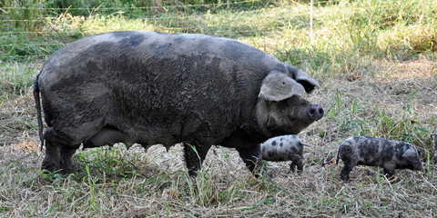 schwein mit junge