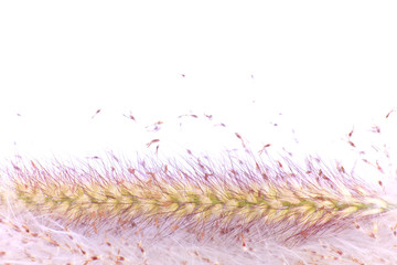 reed flower - Stock Image