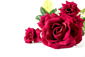 Beautiful red rose isolated on white background