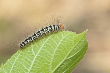 caterpillar on green leaf, macro