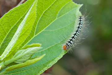 caterpillar on green leaf, macro