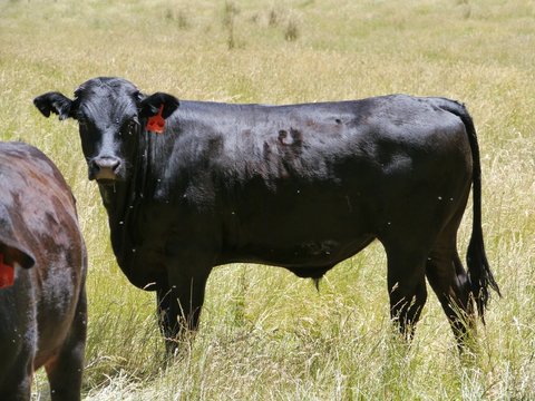 A black bull in a meadow in Australia