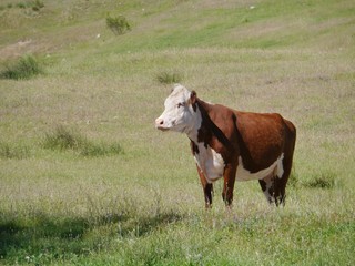 An Australian blister head cow