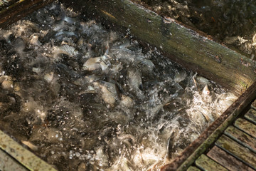 Fish in a farm