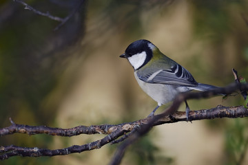 Great Tit
