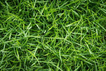 Top fresh green grass with water droplet on sunshine