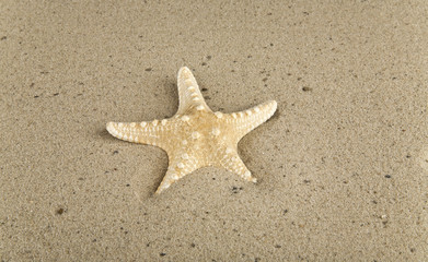 Fototapeta na wymiar starfish on the sand