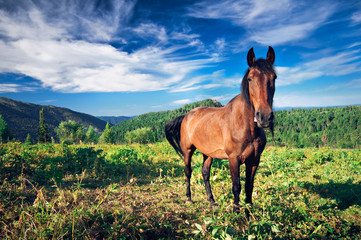 Fototapeta na wymiar Brown horse grazing on mountain fields