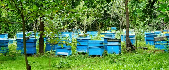 Honey Bee Hives Between Trees