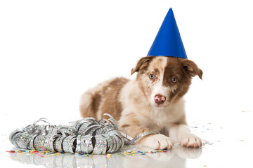 Border Collie Welpe