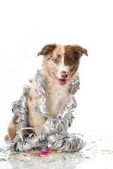 Border Collie Welpe