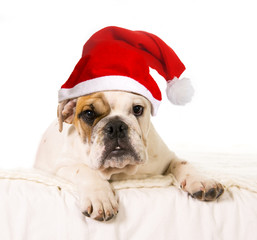 little French Bulldog dog cub on bed with Christmas hat