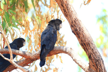 Red-tailed Black Cockatoo (Calyptorhynchus banksii) in Darwin