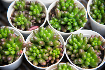 The jade of rainbow