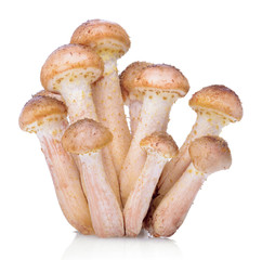 Group of agaric honey fungus isolated on white background