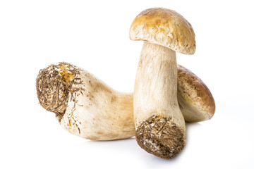 Boletus edulis, hongos frescos aislados sobre fondo blanco