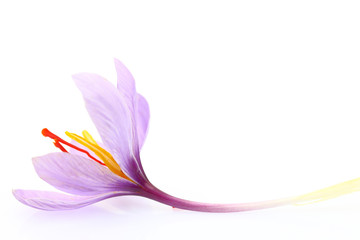 Close up of saffron flower isolated on white background