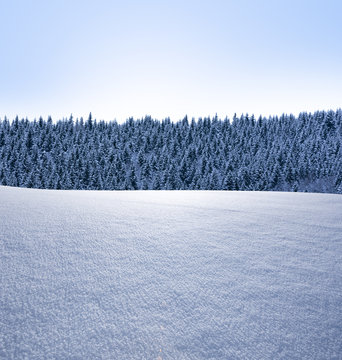 Verscnneiter Waldrand