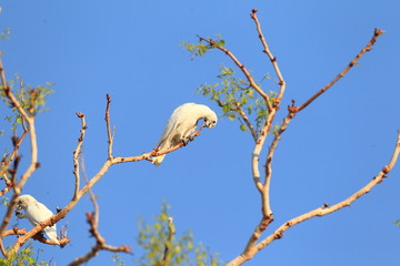 Little Corella (Cacatua sanguinea)  in Darwin,Australia