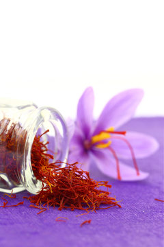 Close up of saffron flower and dried saffron spice