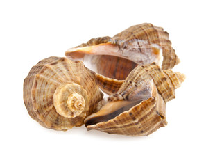 cockleshells