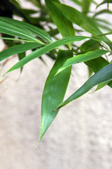 竹の葉No.2