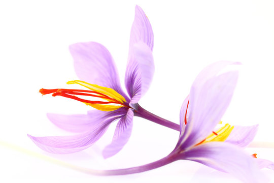Close up of saffron flowers isolated on white background