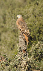 Milano vigilando desde su posadero