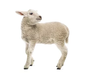 Fotobehang Lamb (8 weeks old) isolated on white © Eric Isselée