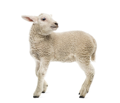 Lamb (8 Weeks Old) Isolated On White