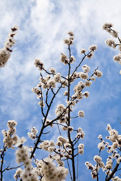 branch of a tree with a spring flowers