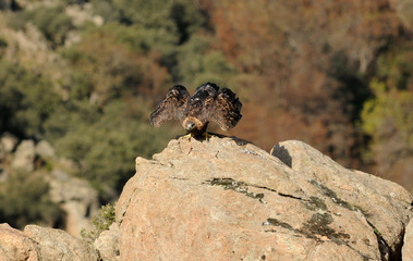 Despegue del aguila real