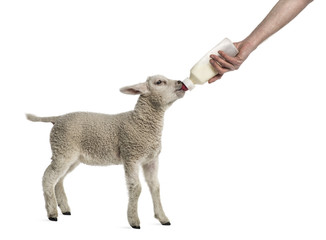 Lamb suckling a bibber (8 weeks old) isolated on white