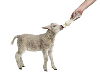 Obraz premium Lamb suckling a bibber (8 weeks old) isolated on white