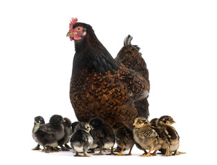 Hen and her chicks © Eric Isselée