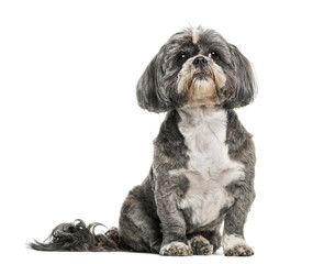 Shih Tzu (7 years old)