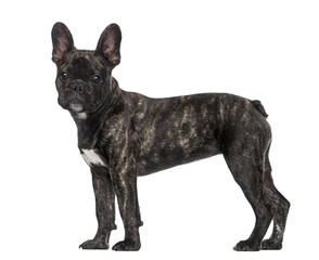 French Bulldog puppy (5 months old)