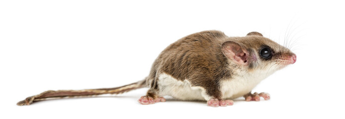 Sugar glider - Acrobates pygmaeus